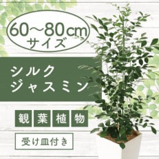 【観葉植物】シルクジャスミン60cm～80cm(017-1420)