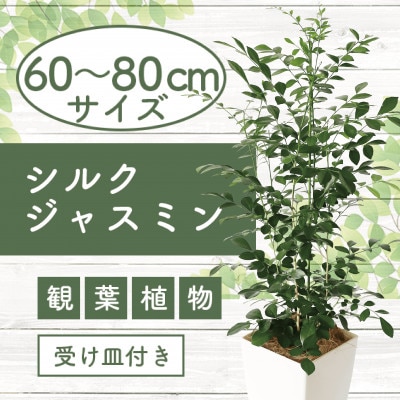 【観葉植物】シルクジャスミン60cm~80cm(017-1420)