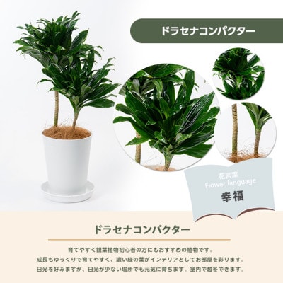 【観葉植物】ドラセナ コンパクター35cm～55cm(014-1437)