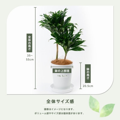 【観葉植物】ドラセナ コンパクター35cm～55cm(014-1437)