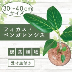 3月下旬～発送【観葉植物】フィカス・ベンガレンシス30cm～40cm ガラス鉢(025-1463)