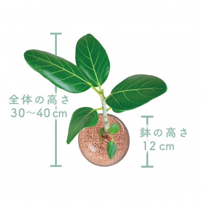 【観葉植物】フィカス・ベンガレンシス30cm～40cm ガラス鉢(025-1463)