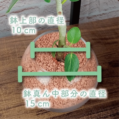 【観葉植物】フィカス・ベンガレンシス30cm～40cm ガラス鉢(025-1463)
