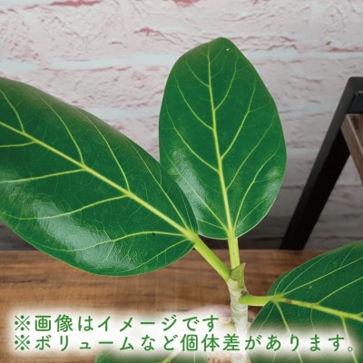 【観葉植物】フィカス・ベンガレンシス30cm～40cm ガラス鉢(025-1463)