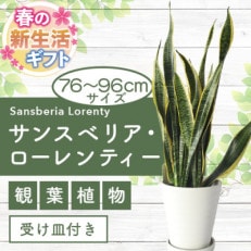 【新生活ギフト】サンスベリア ローレンティー 76cm～96cm【観葉植物】(T-024n)