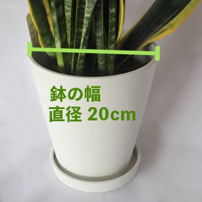 【新生活ギフト】サンスベリア ローレンティー 76cm～96cm【観葉植物】(T-024n)