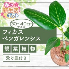 【新生活ギフト】フィカス・ベンガレンシス4号ガラス鉢【観葉植物】(024-123n)