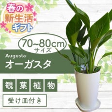 【新生活ギフト】オーガスタ7号鉢【観葉植物】(弓指園芸/T-032n)