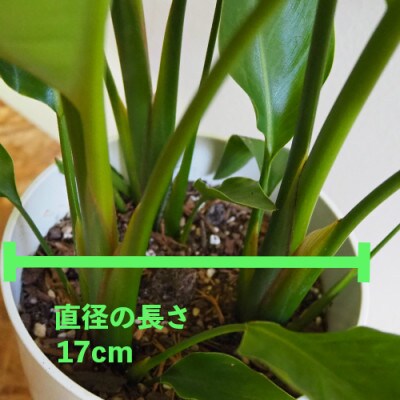 【新生活ギフト】オーガスタ7号鉢【観葉植物】(弓指園芸/T-032n)