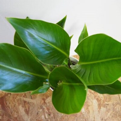 【新生活ギフト】オーガスタ7号鉢【観葉植物】(弓指園芸/T-032n)