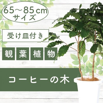 【観葉植物】コーヒーの木65cm～85cm(014-1400)