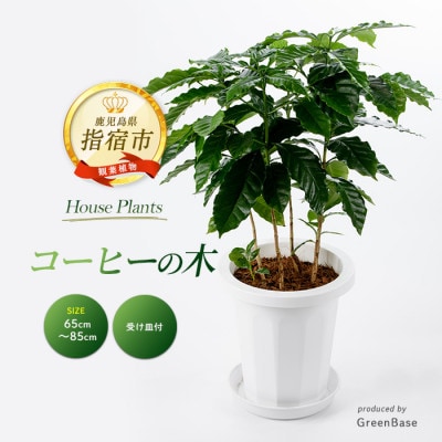 【観葉植物】コーヒーの木65cm～85cm(014-1400)