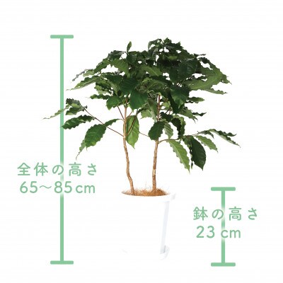【観葉植物】コーヒーの木65cm～85cm(014-1400)