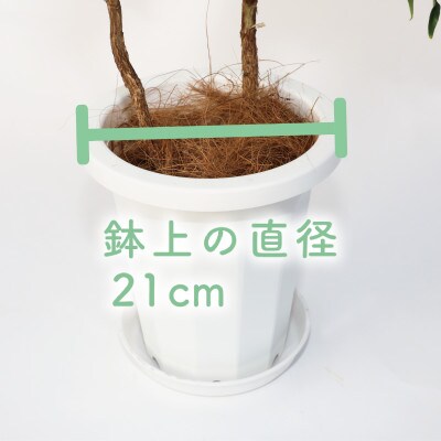 【観葉植物】コーヒーの木65cm～85cm(014-1400)