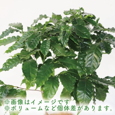 【観葉植物】コーヒーの木65cm～85cm(014-1400)