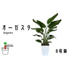 【観葉植物】オーガスタ8号(025-345)