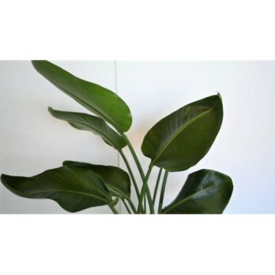【観葉植物】オーガスタ8号(025-345)