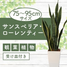 【観葉植物】サンスベリア・ローレンティー75cm～95cm(022-346)