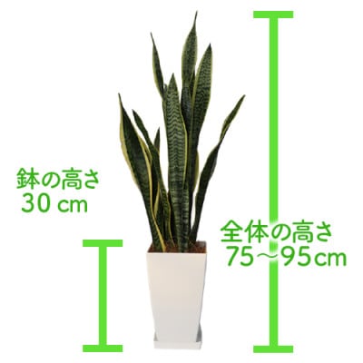 【観葉植物】サンスベリア・ローレンティー75cm～95cm(022-346)