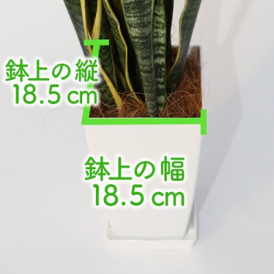 【観葉植物】サンスベリア・ローレンティー75cm～95cm(022-346)