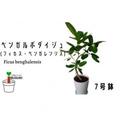 【観葉植物】ベンガルボダイジュ(フィッカス・ベンガレンシス)7号(A-279)