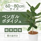 【観葉植物】ベンガルボダイジュ(フィッカス・ベンガレンシス)60cm～80cm(014-1478)