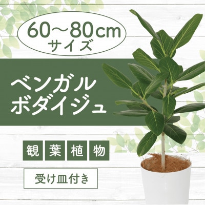 【観葉植物】ベンガルボダイジュ(フィッカス・ベンガレンシス)60cm～80cm(014-1478)