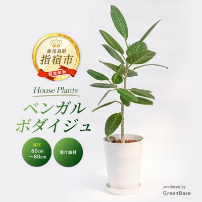 【観葉植物】ベンガルボダイジュ(フィッカス・ベンガレンシス)60cm～80cm(014-1478)