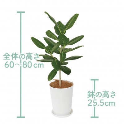 【観葉植物】ベンガルボダイジュ(フィッカス・ベンガレンシス)60cm～80cm(014-1478)