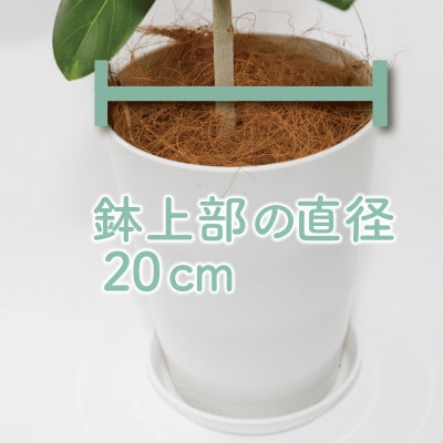 【観葉植物】ベンガルボダイジュ(フィッカス・ベンガレンシス)60cm～80cm(014-1478)