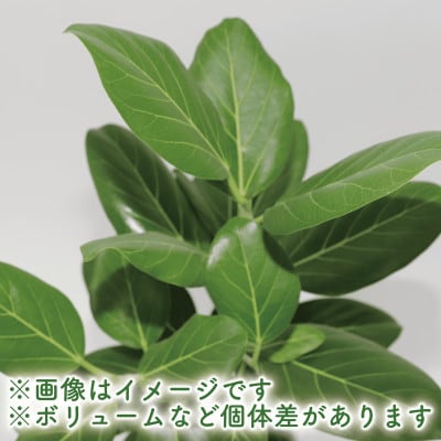 【観葉植物】ベンガルボダイジュ(フィッカス・ベンガレンシス)60cm～80cm(014-1478)