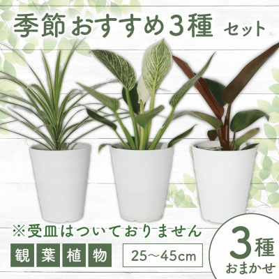 【観葉植物】店主におまかせ!季節おすすめ3種セット4号鉢×3(014-1510)