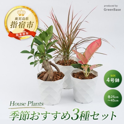 【観葉植物】店主におまかせ!季節おすすめ3種セット4号鉢×3(014-1510)