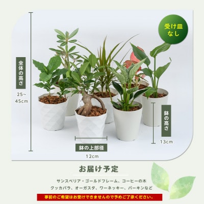 【観葉植物】店主におまかせ!季節おすすめ3種セット4号鉢×3(014-1510)
