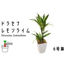 【観葉植物】ドラセナレモンライム6号(014-347)