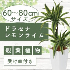 [観葉植物]ドラセナレモンライム60cm〜80cm(017-1441)