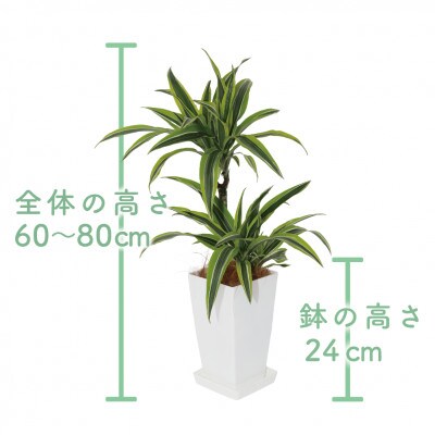 【観葉植物】ドラセナレモンライム60cm～80cm(017-1441)