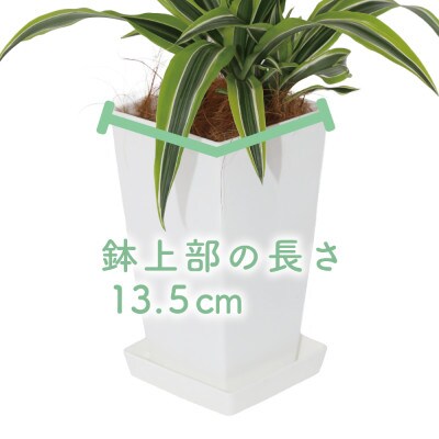 【観葉植物】ドラセナレモンライム60cm～80cm(017-1441)