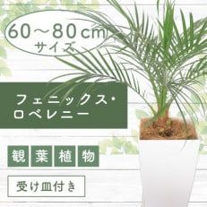 1月上旬～発送【観葉植物】フェニックス・ロベレニー60cm～80cm(017-1469)