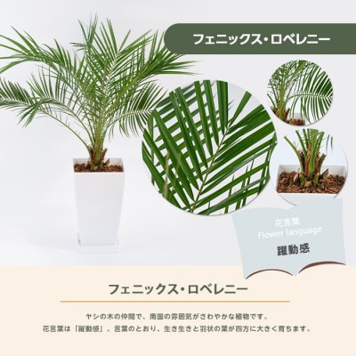 【観葉植物】フェニックス・ロベレニー60cm～80cm(017-1469)
