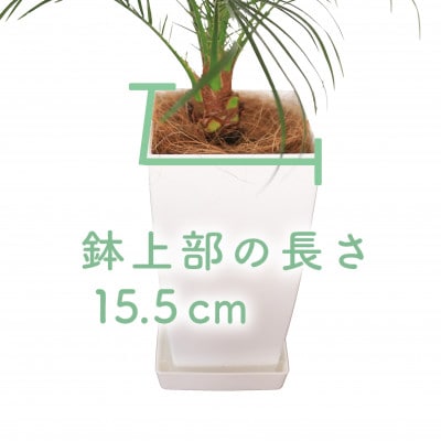【観葉植物】フェニックス・ロベレニー60cm～80cm(017-1469)