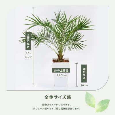 【観葉植物】フェニックス・ロベレニー60cm～80cm(017-1469)