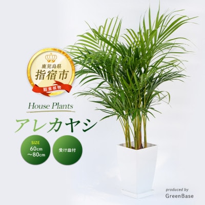 【観葉植物】アレカヤシ60cm～80cm(017-1366)