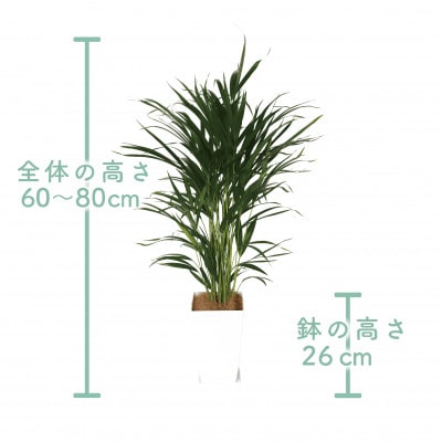 【観葉植物】アレカヤシ60cm～80cm(017-1366)