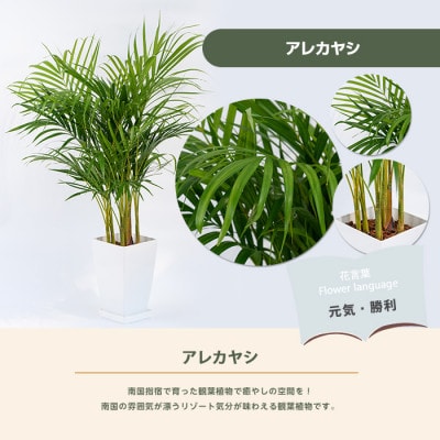 【観葉植物】アレカヤシ60cm～80cm(017-1366)