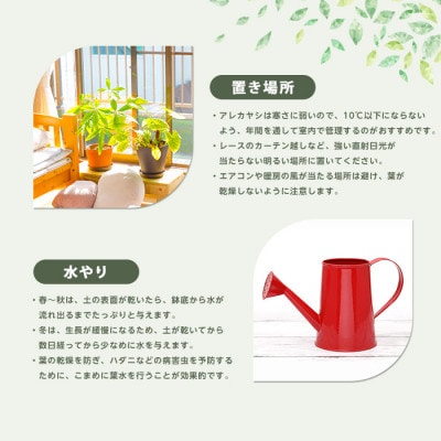 【観葉植物】アレカヤシ60cm～80cm(017-1366)