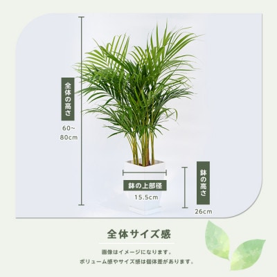 【観葉植物】アレカヤシ60cm～80cm(017-1366)