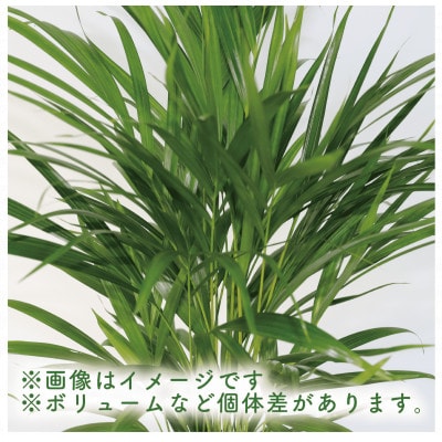 【観葉植物】アレカヤシ60cm～80cm(017-1366)