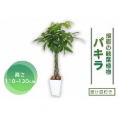 【観葉植物】パキラ110cm～130cm(025-343)