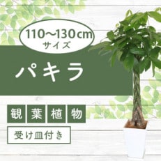 【観葉植物】パキラ110cm～130cm(025-343)